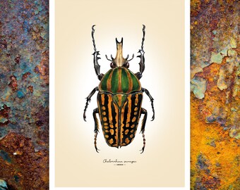 Impresión giclée de bellas artes de Chelorrhina savagei, escarabajo salvaje de las flores