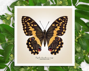 Impresión giclée de bellas artes de la mariposa cola de golondrina cítrica: Papilio demodocus congo