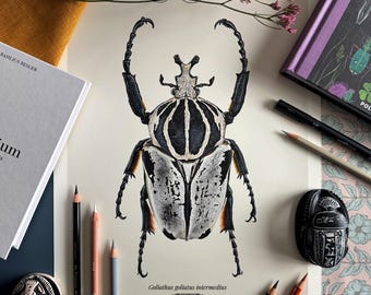 Lámina artística de escarabajo Goliathus / Ilustración entomológica / Goliathus goliatus