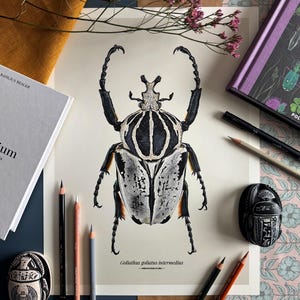Puede incluir: Ilustración detallada de un escarabajo Goliat, con patrones en blanco y negro. La obra de arte está rodeada de lápices, un cuaderno y objetos decorativos. El nombre científico del escarabajo está impreso debajo.