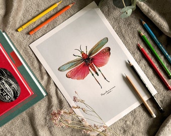 Impresión Giclée de arte fino de langosta, saltamontes y algodoncillo arcoíris – Phymateus saxosus