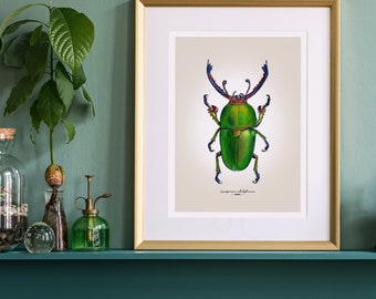 Escarabajo ciervo verde Impresión Giclée de Bellas Artes – Lamprima adolphinae