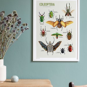 "Coleoptera" is a wonderful poster featuring a curated collection of 10 beetle illustrations, meticulously drawn by yours truly. Each intricate detail captures the unique beauty and diversity of these incredible insects.