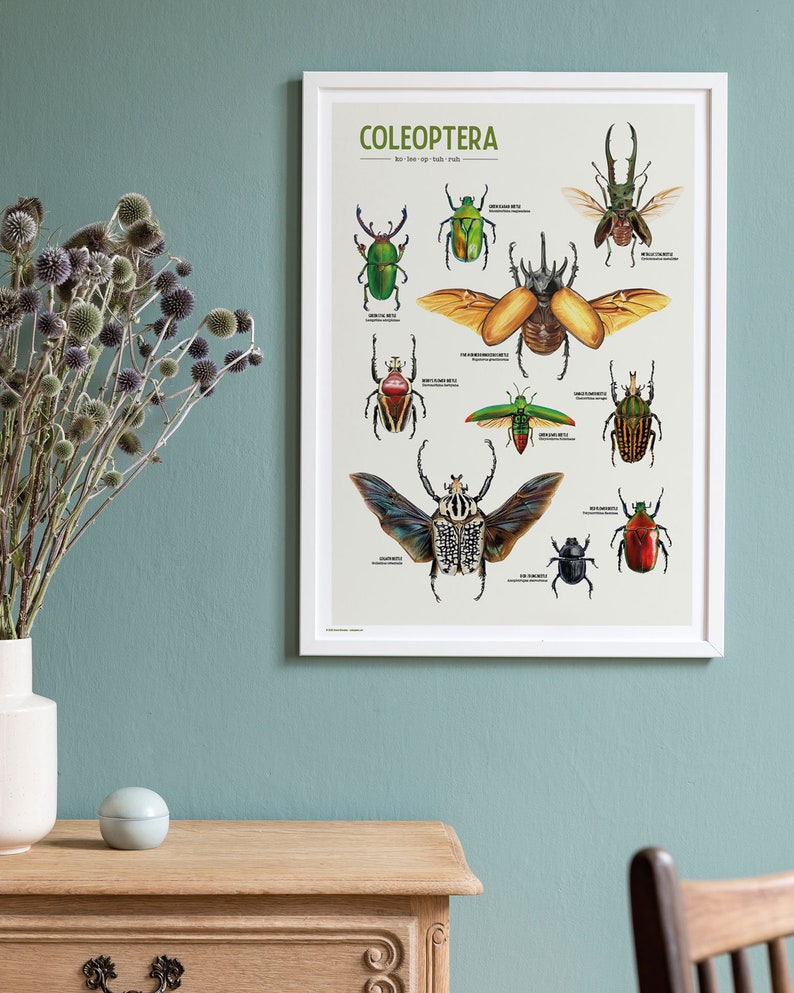 "Coleoptera" is a wonderful poster featuring a curated collection of 10 beetle illustrations, meticulously drawn by yours truly. Each intricate detail captures the unique beauty and diversity of these incredible insects.