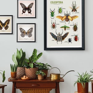 "Coleoptera" is a wonderful poster featuring a curated collection of 10 beetle illustrations, meticulously drawn by yours truly. Each intricate detail captures the unique beauty and diversity of these incredible insects.