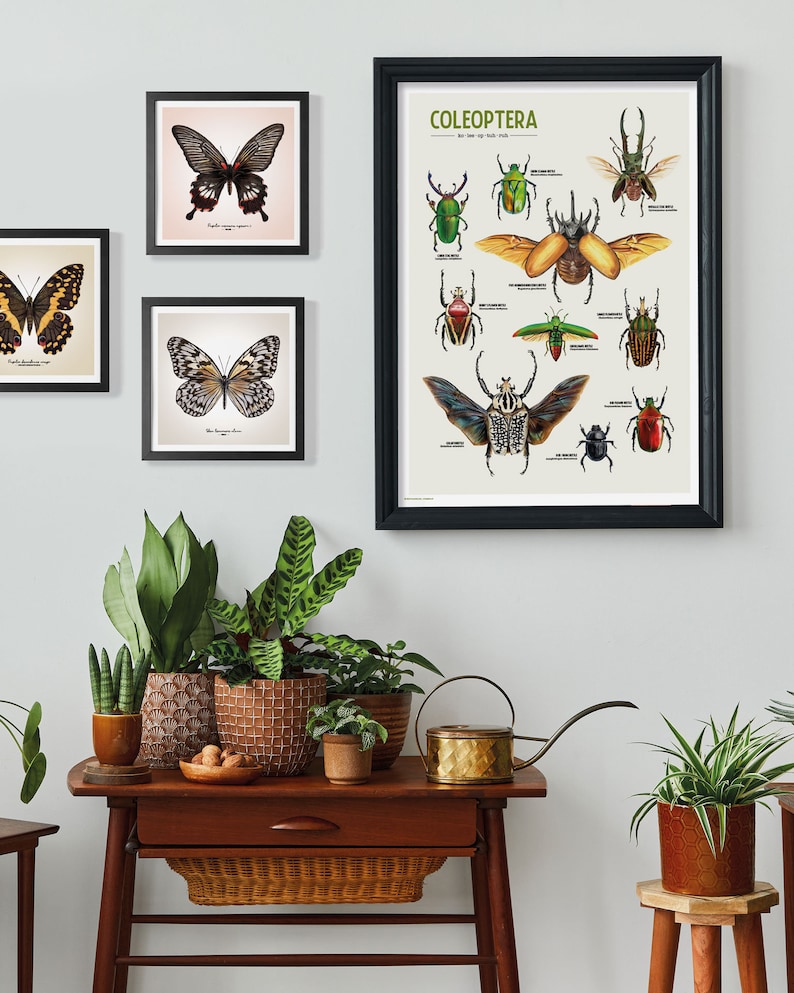 "Coleoptera" is a wonderful poster featuring a curated collection of 10 beetle illustrations, meticulously drawn by yours truly. Each intricate detail captures the unique beauty and diversity of these incredible insects.