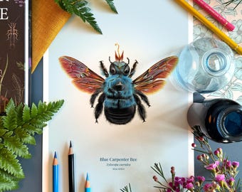 Impresión Giclée de Bellas Artes de Abeja Carpintera Azul – Xylocopa caerulea