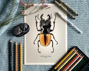 Impresión Giclée de bellas artes del escarabajo ciervo – Odontolabis ludekingi