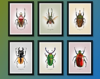 Lleva la magia de los escarabajos a casa: set de 6 impresiones Giclée de bellas artes con ilustraciones de escarabajos