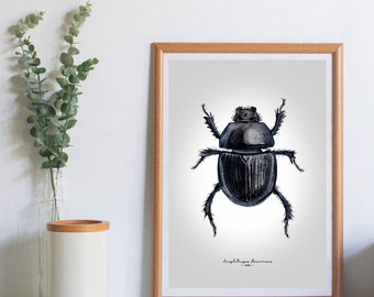Dor / escarabajo pelotero Impresión Giclée de Bellas Artes – Anoplotrupes stercorosus