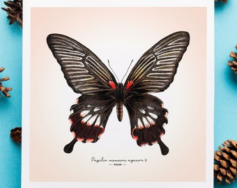 Great Mormon butterfly Fine Art Giclée print – Papilio memnon agenor