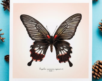 Gran impresión de arte de mariposa mormona – Papilio memnon agenor Giclée