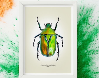 Impresión Giclée de Bellas Artes de escarabajo – Rhomborhina resplendens