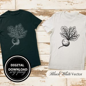 beet SVG Bundle, Vegetable PNG, Food Clipart, Hand drawn beet pictures for print and engraving
