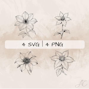 Clematis SVG Bundle, Clematis Flower PNG ,Clematis Clipart, Hand drawn Clematis pictures for print and engraving