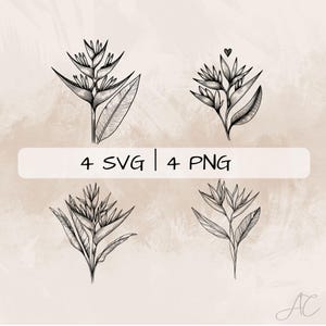Heliconia Flower SVG Bundle, Heliconia Line Art PNG, Exotic Flower Clipart, Hand drawn Tropical Flower pictures for print and engraving