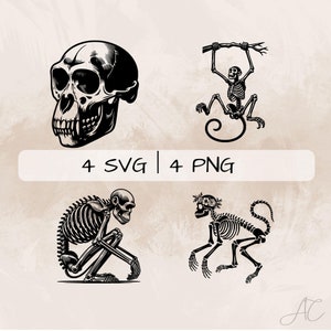May include: Four black and white illustrations of skeletons. The first is a skull of a primate. The second is a monkey skeleton hanging from a branch. The third is a monkey skeleton sitting on its haunches. The fourth is a monkey skeleton standing on all fours with a flower crown.