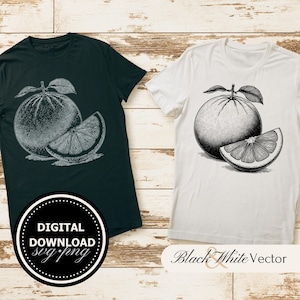 Grapefruit SVG Bundle, Fruit PNG, Food Clipart, Hand drawn Grapefruit pictures for print and engraving