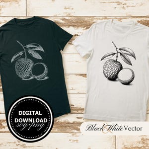 Lychee SVG Bundle, Fruit PNG, Food Clipart, Hand drawn Lychee pictures for print and engraving