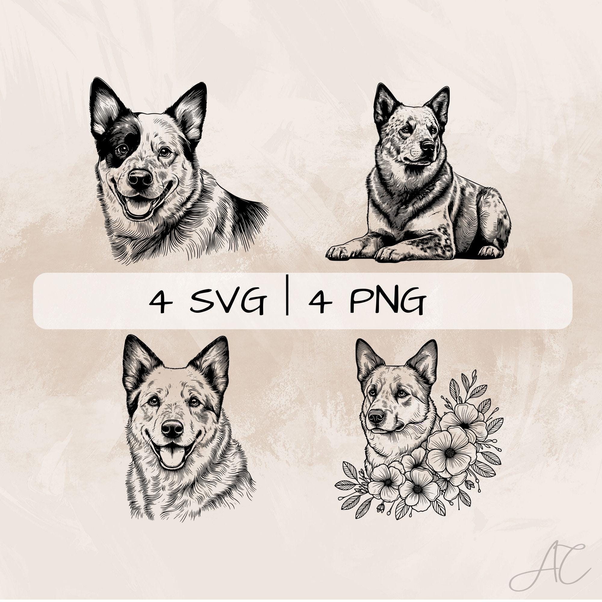 Pacchetto SVG Australian Cattle Dog, PNG ACD, Clipart Queensland Heeler, Immagini disegnate a mano di Bovaro per la stampa e l'incisione