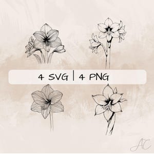 Amaryllis SVG Bundle, Amaryllis Blume PNG, Amaryllis Clipart, handgezeichnete Amaryllis Bilder für Druck und Gravur