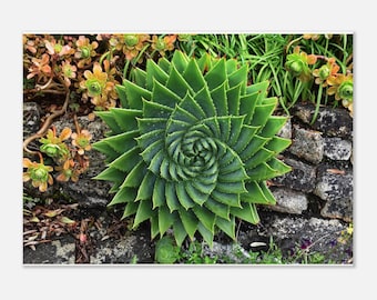 Natures Geometry -2024 Devon