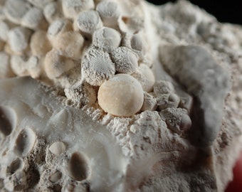 Aragonite " Cave-Pearls " in matrix from Karlovy Vary, Czech Republic