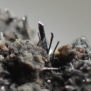 May include: Close-up of a cluster of black, needle-like crystals on a gray, rocky surface.