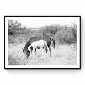 A pair of horses in Cochise AZ