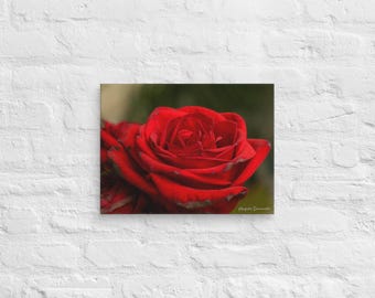 Red Rose Canvas Print: Fade-Resistant Floral Wall Art