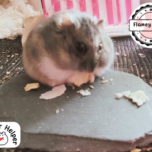 XL Stone or Slate for Hamster Nail Maintenance