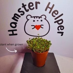May include: A small pot of green sprouts, labelled "plant when grown", sitting on a black slate surface. The background features a white wall with a cartoon hamster logo that says "Hamster Helper".