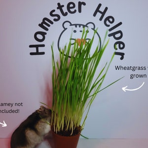 May include: A hamster eats from a pot of wheatgrass, with the text "Hamster Helper" and "Wheatgrass when grown" visible. The hamster is brown and white and is eating the green wheatgrass. The pot is brown.