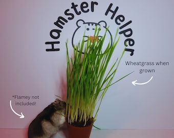 Hamstergras Saat – Frischgrün Für Nager, Einfach Anzubauen