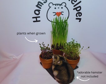 Hamster Safe Microgreens Bundle | broccoli, purple cabbage and wheatgrass