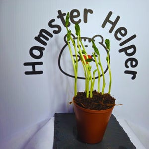 May include: A small brown pot with green shoots growing out of it. The pot is sitting on a black slate surface. The text "Hamster Helper" is written in black on a white background.