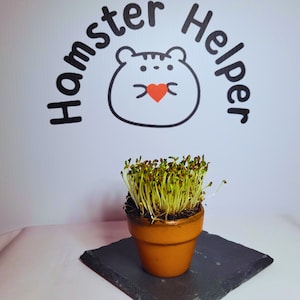 May include: A small terracotta pot with a green sprout growing inside. The pot is sitting on a black slate tile. The background is white with the text "Hamster Helper" in black.