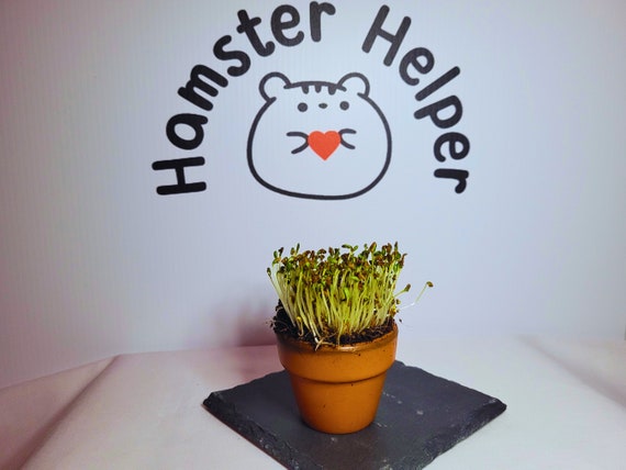 Hamster Safe Alfalfa Microgreens Kit - Etsy
