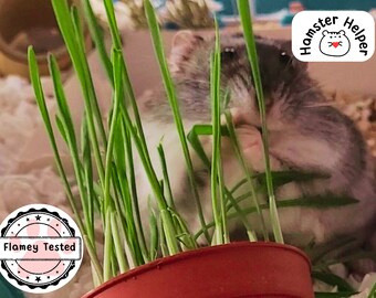 Hamster Safe Wheatgrass Plant Kit - Etsy