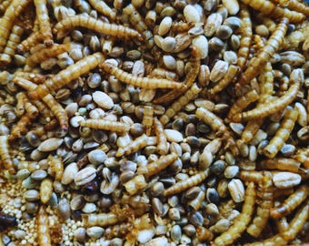 Mealworm Munchies Medley - Protein-Packed Hamster Mix