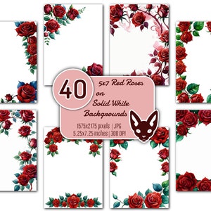 Achtergronden met rode roos van 5 x 7 inch | 40 JPG's | Effen witte achtergrond | Direct downloaden | Uitnodigingen | Kaarten | Randen | Hoeken | Frames