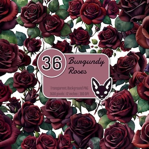 Roses bordeaux à l'aquarelle | PNG avec arrière-plan transparent | Téléchargement instantané | Clipart numérique | Ensemble de 36 fichiers clipart PNG