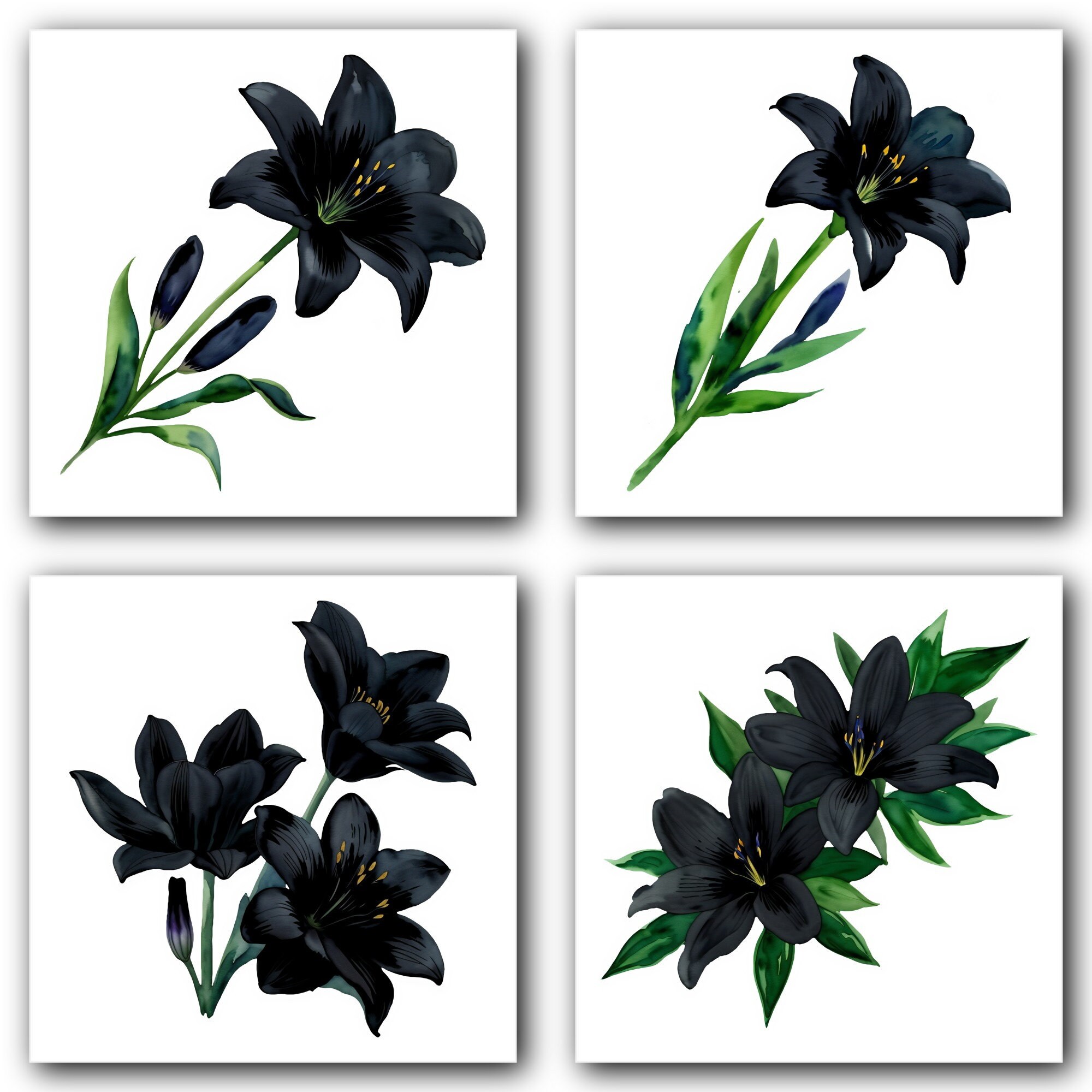Watercolor Black Lily Clipart: Elegant Floral PNG Set (digital