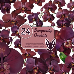 Orchidées de Bourgogne en aquarelle | PNG avec arrière-plan transparent | Téléchargement instantané | Clipart numérique | Ensemble de 24 fichiers clipart PNG