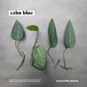 CEBU BLUE, Pothos Variety, Plant Cuttings for Propagation, Propagate Stems, Rooted Houseplants, Live Indoor Plants Gifts, Growing Propagating Planters, Gardening Inside, Green Thumb, Devil's Ivy Plants, Pothos Varieties, Vine, Easy To Care, Easy To Grow, Golden Pothos, Baltic Blue Pothos, Cebu Blue Pothos, Marble Queen Pothos, Neon Pothos