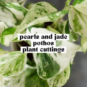 May include: Close-up of Pearls and Jade Pothos plant cuttings. The leaves are a mix of white and green, with a speckled pattern. The text "pearls and jade pothos plant cuttings" is overlaid on the image in a white font.