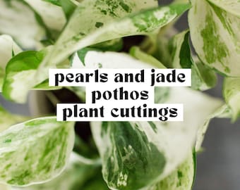 Pearls and Jade Pothos, Plant Cuttings for Propagation, Propagate Stems, Trailing Houseplants, Live Vining Indoor Plants Gifts, Propagating