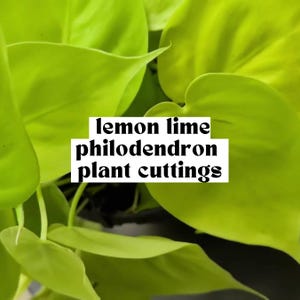 May include: Close-up of bright green lemon lime philodendron plant cuttings. The leaves are large and heart-shaped, with a vibrant, almost neon, green color. Text on the image reads "lemon lime philodendron plant cuttings."