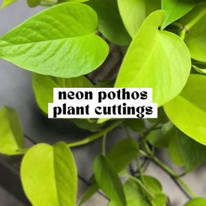 May include: Close-up of neon pothos plant cuttings with bright green, heart-shaped leaves. The image features the text "neon pothos plant cuttings" in a white box, highlighting the plant's vibrant color and the product's nature.
