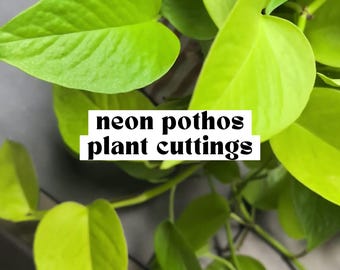 Neon Pothos, Plant Cuttings for Propagation, Propagate Stems, Rooted Houseplants, Live Indoor Plants Gifts, Growing Propagating